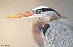 gbh_coloredpencil_600