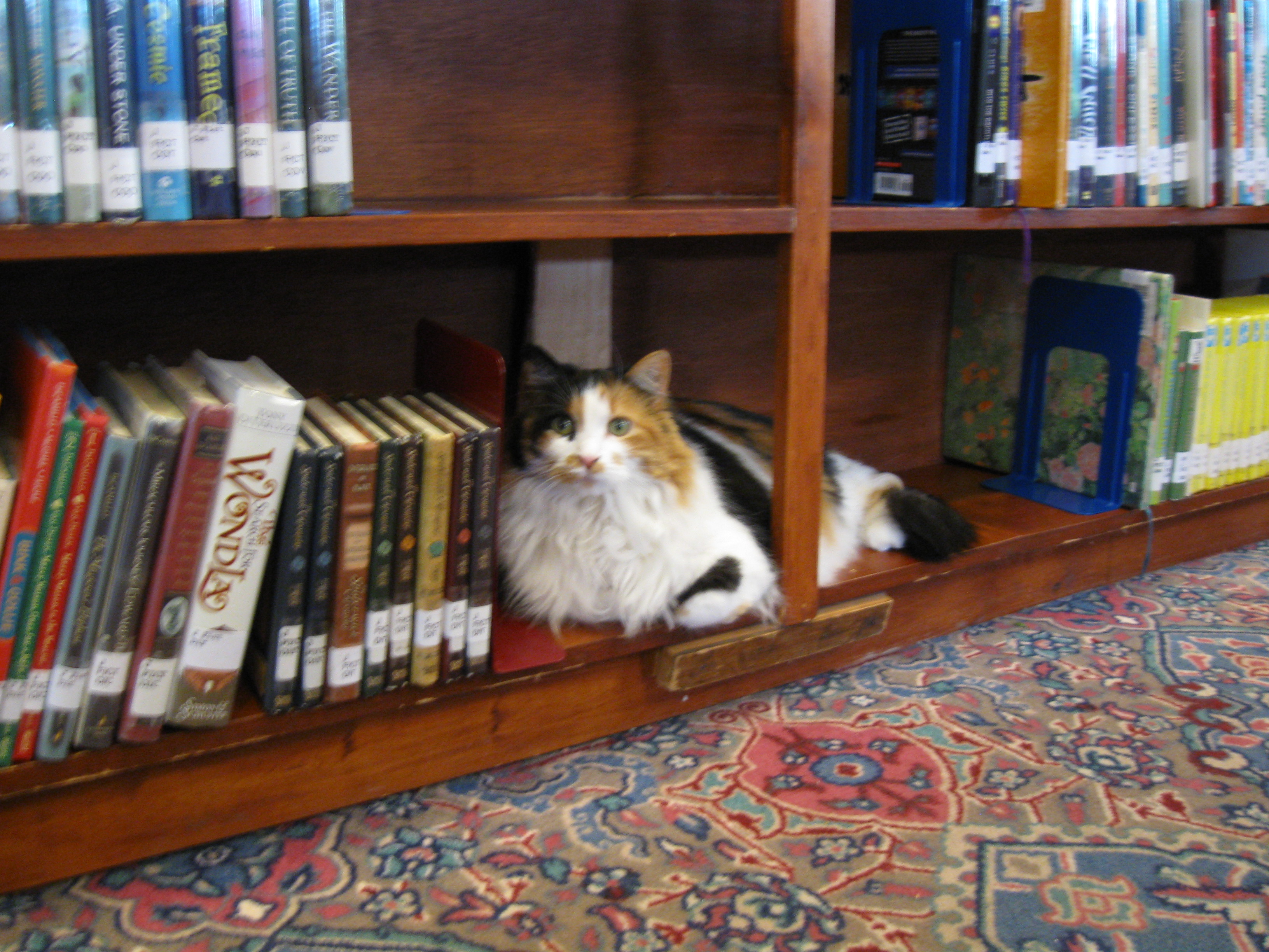The Adventures of Lucy the Library Cat