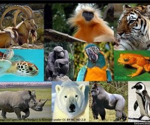 Endangered Species Art Contest
