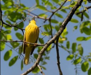 The Genius of Birds